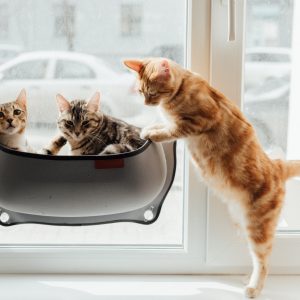 Interactive Digital Catalog Design