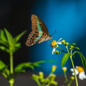 E-commerce Product Photography